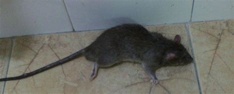 夢見老鼠是什麼意思 卯死了 的意思